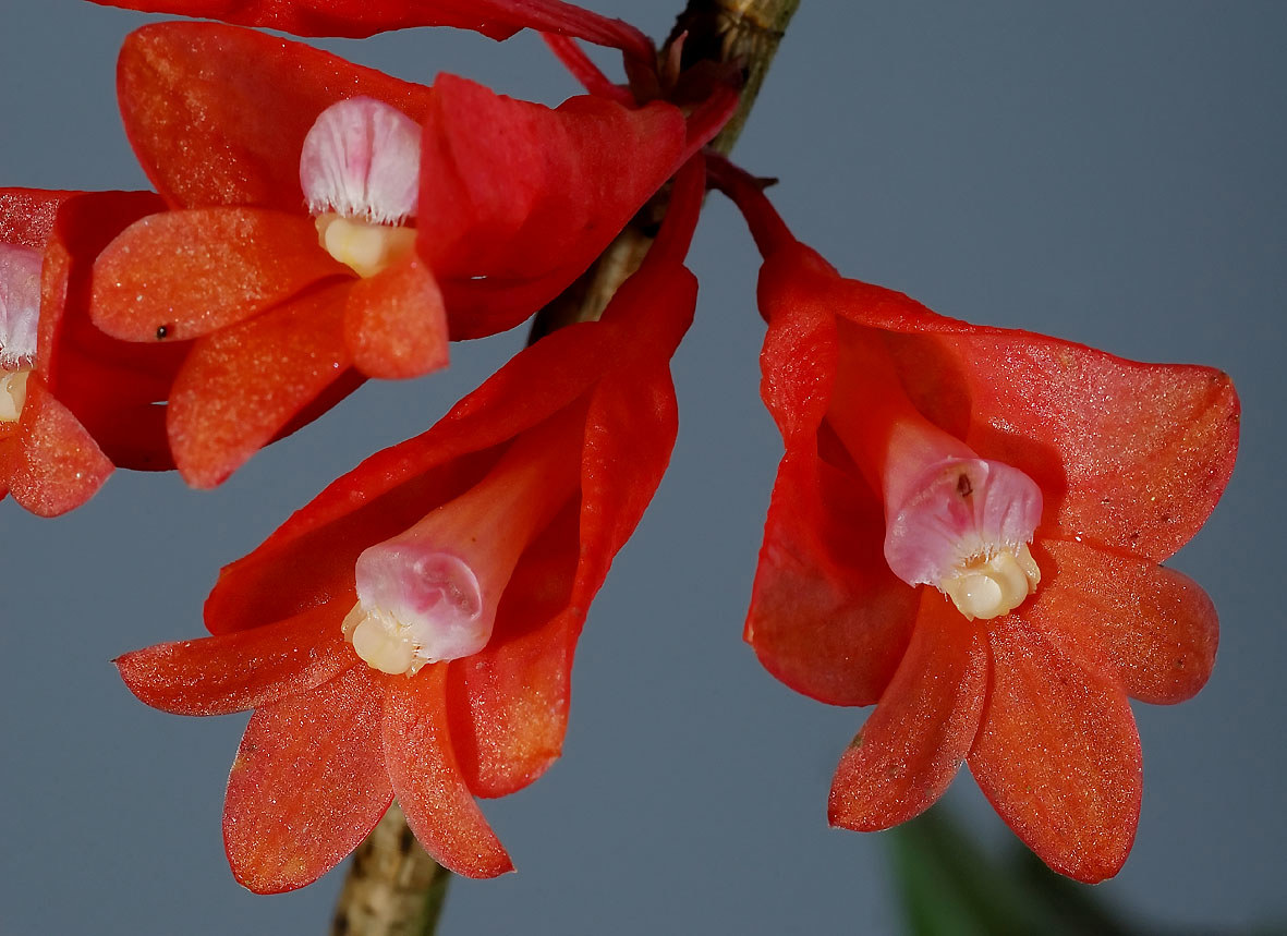 Dendrobium lawesii.jpg