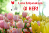 Artikkelbilde til artikkelen Lions Tulipanaksjon 2021 – gi her!