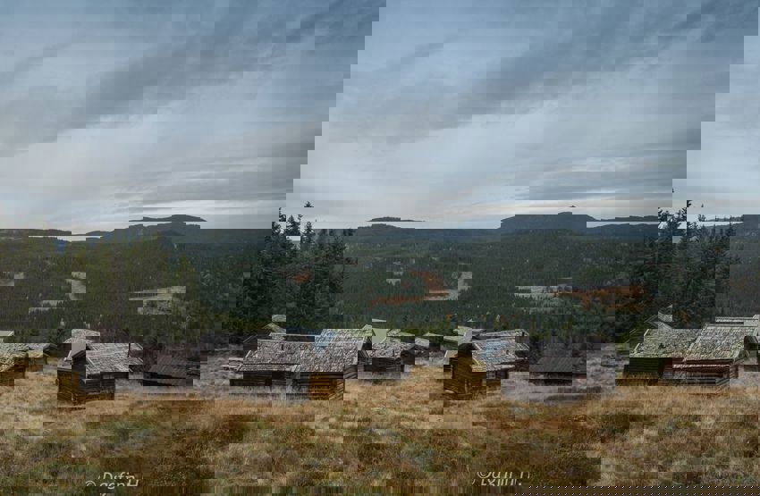 Skogfinneforeningen stiftet 26. januar 2021