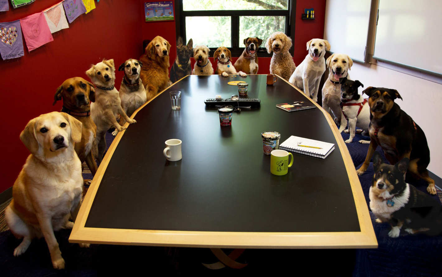dogs-meeting.jpeg