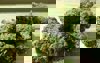 Artikkelbilde til artikkelen Marihuana har ulik verknad på kvinner og menn