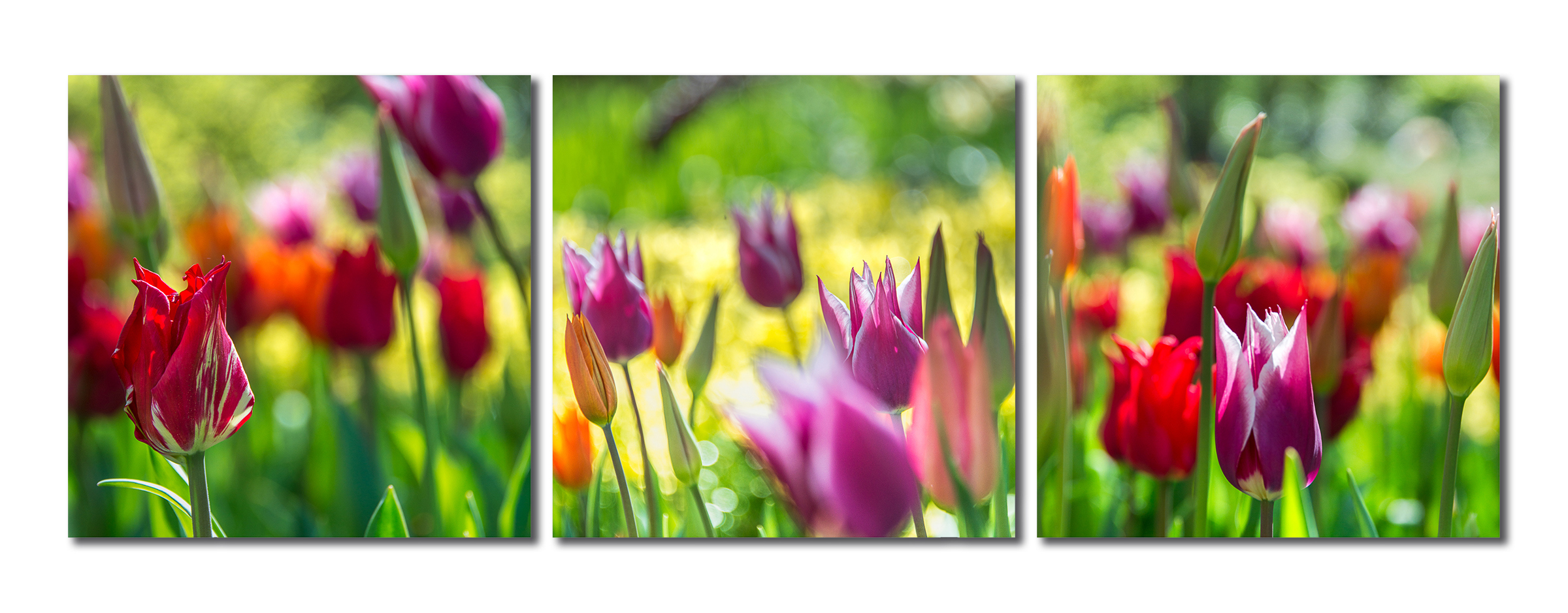 05-20-tulipaner.jpg
