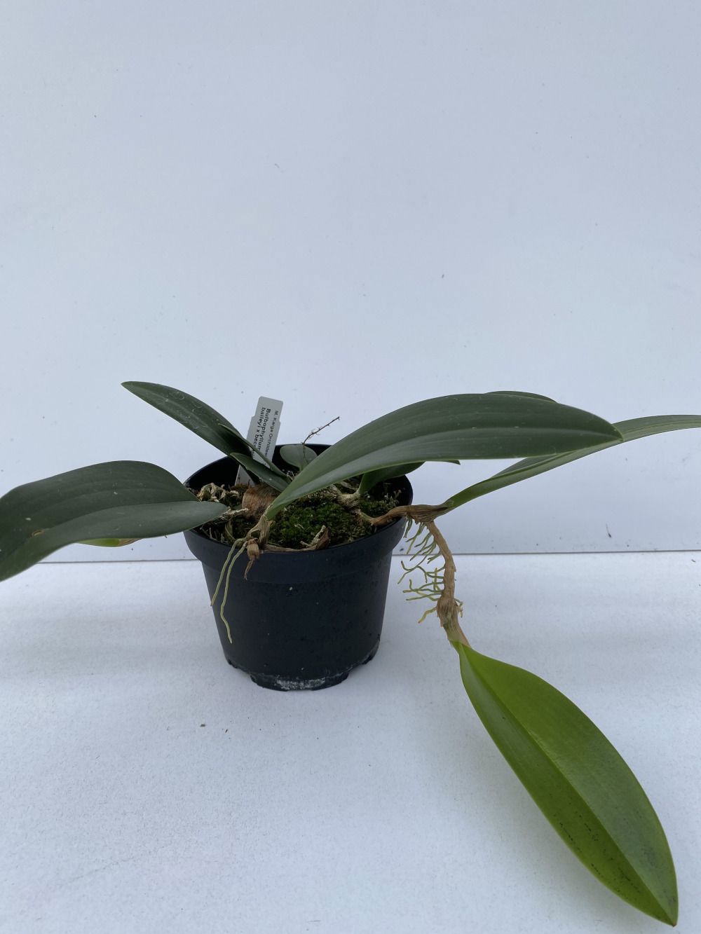 Bulbophyllum baileyi x beccarii topf_1920x1920 (1)
