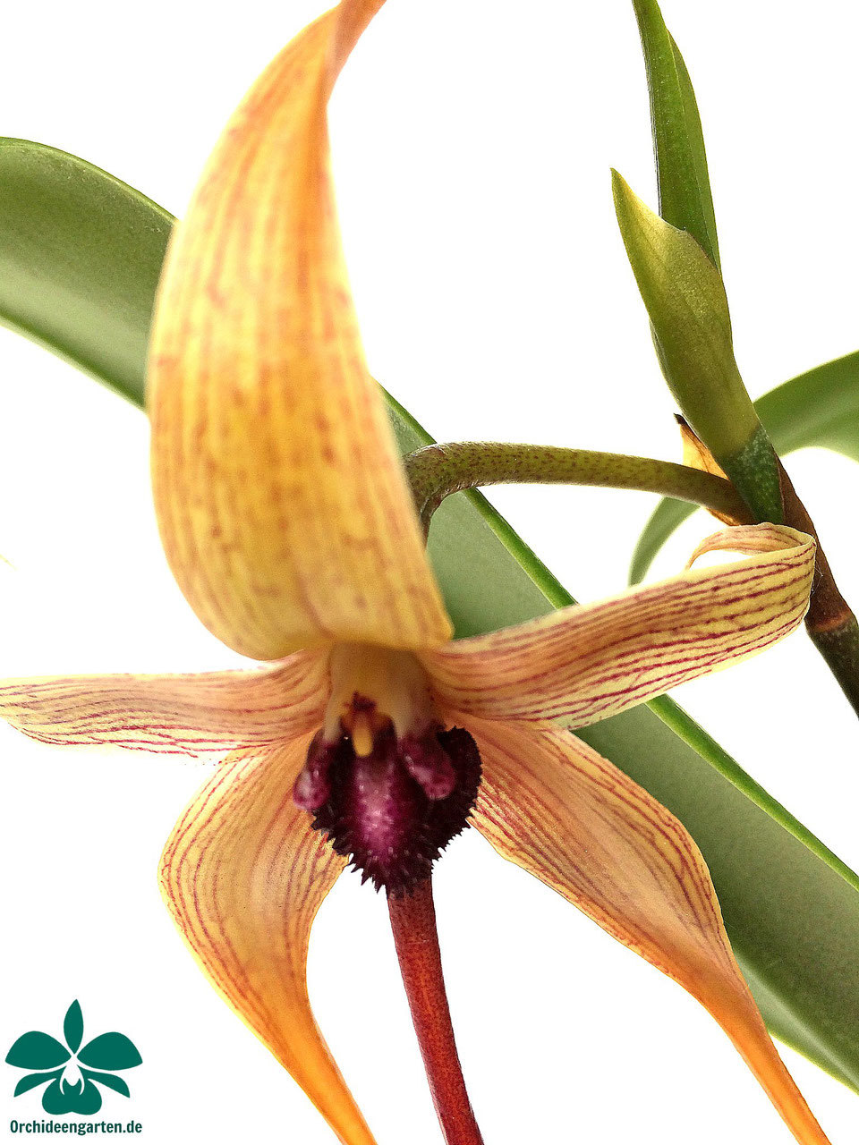 Bulbophyllum carunculatum3.jpg