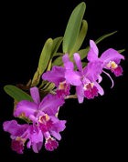 Mine erfaringer med stell av Cattleya og Paphioped