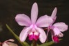 Artikkelbilde til artikkelen Deling av orkideer