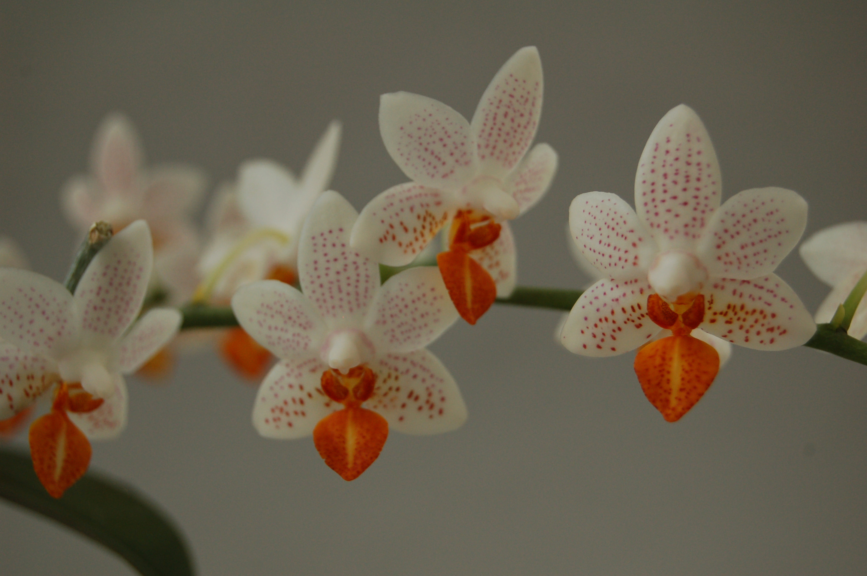 phalaenopsis_minimark_1.jpg