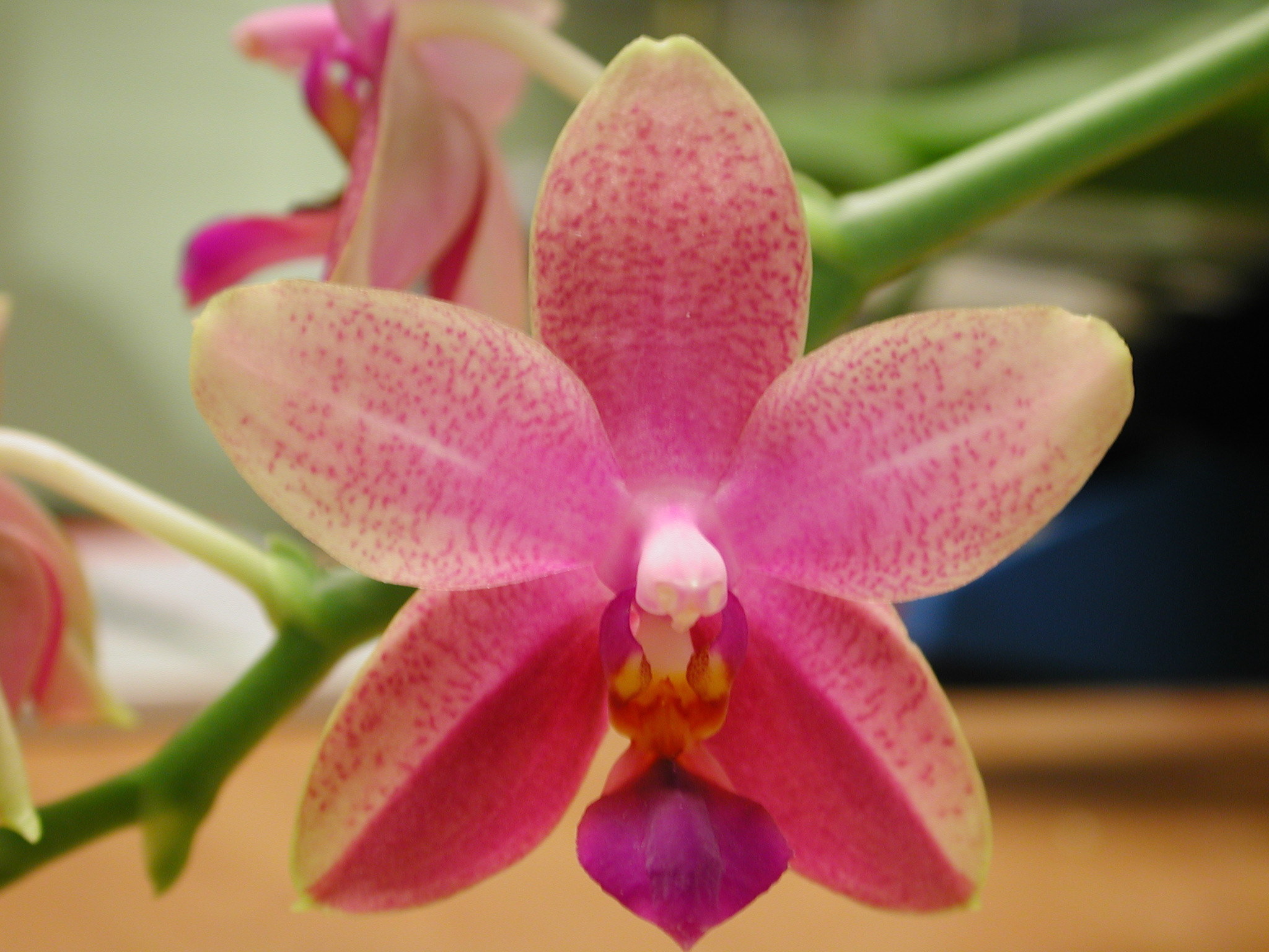 phalaenopsis_liodoro_1.jpg