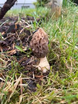May be an image of morel mushroom and mushroom