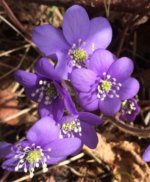 Referat fra Årsmøtet 2025