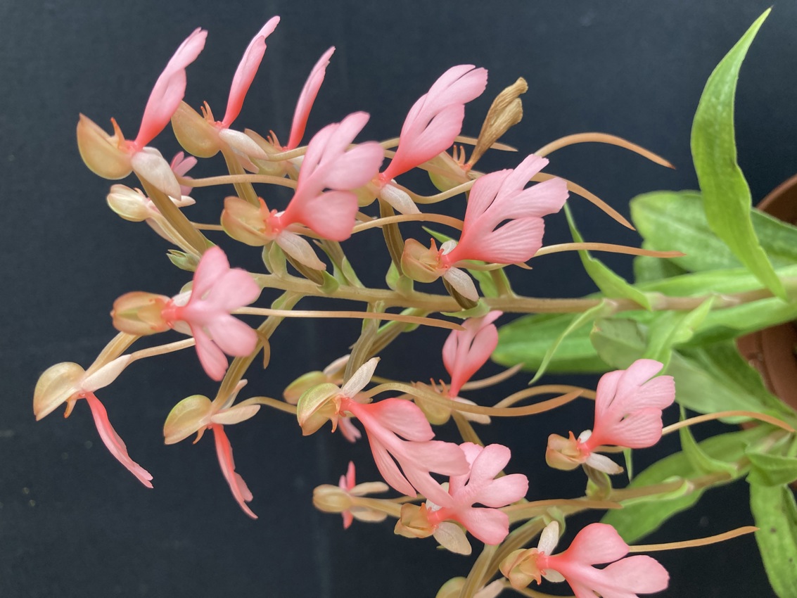 Habenaria carnea