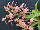 Artikkelbilde til artikkelen Habenaria carnea