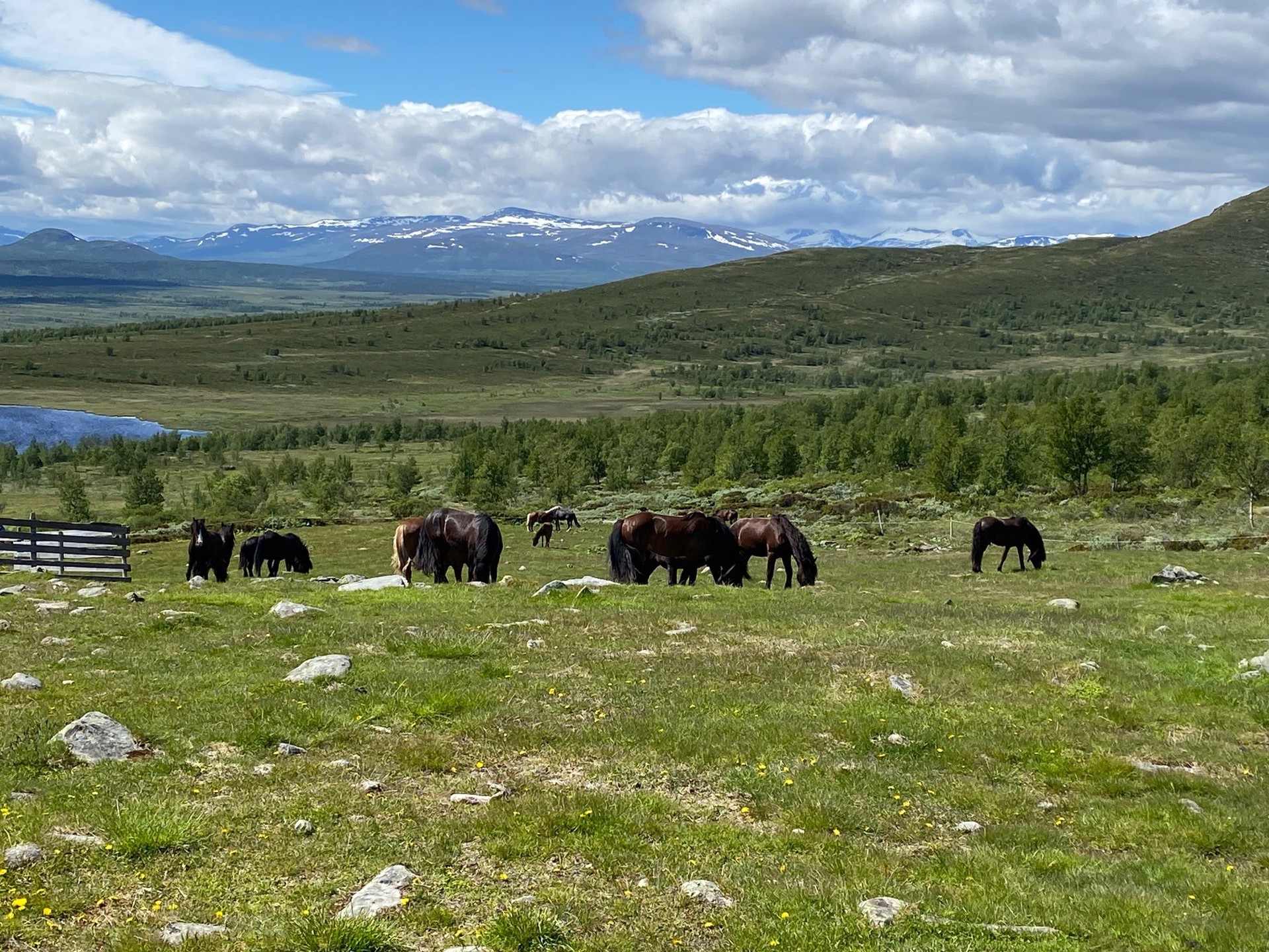 Velkommen til sommerbeite i fjellet!