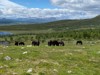 Artikkelbilde til artikkelen Velkommen til sommerbeite i fjellet!