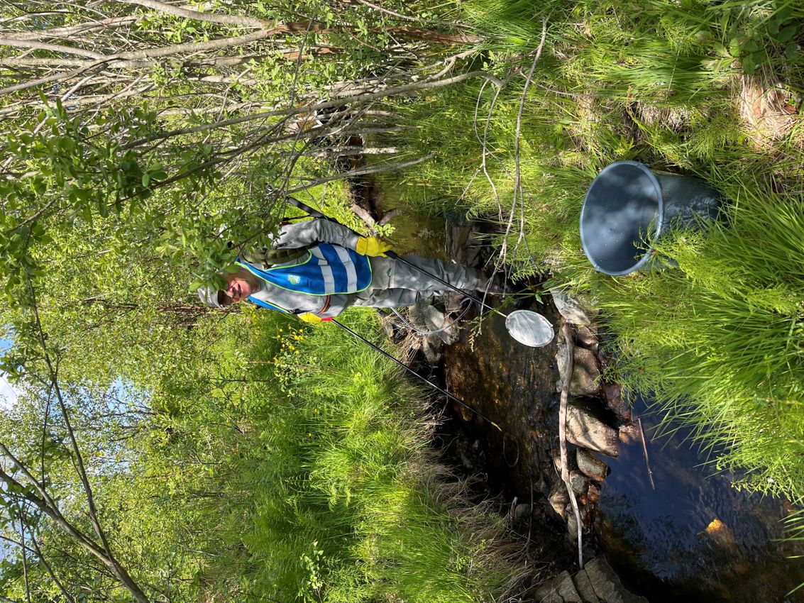 Prøvefiske i Bjørnebekk på Smøråsfjellet 11/6-2025