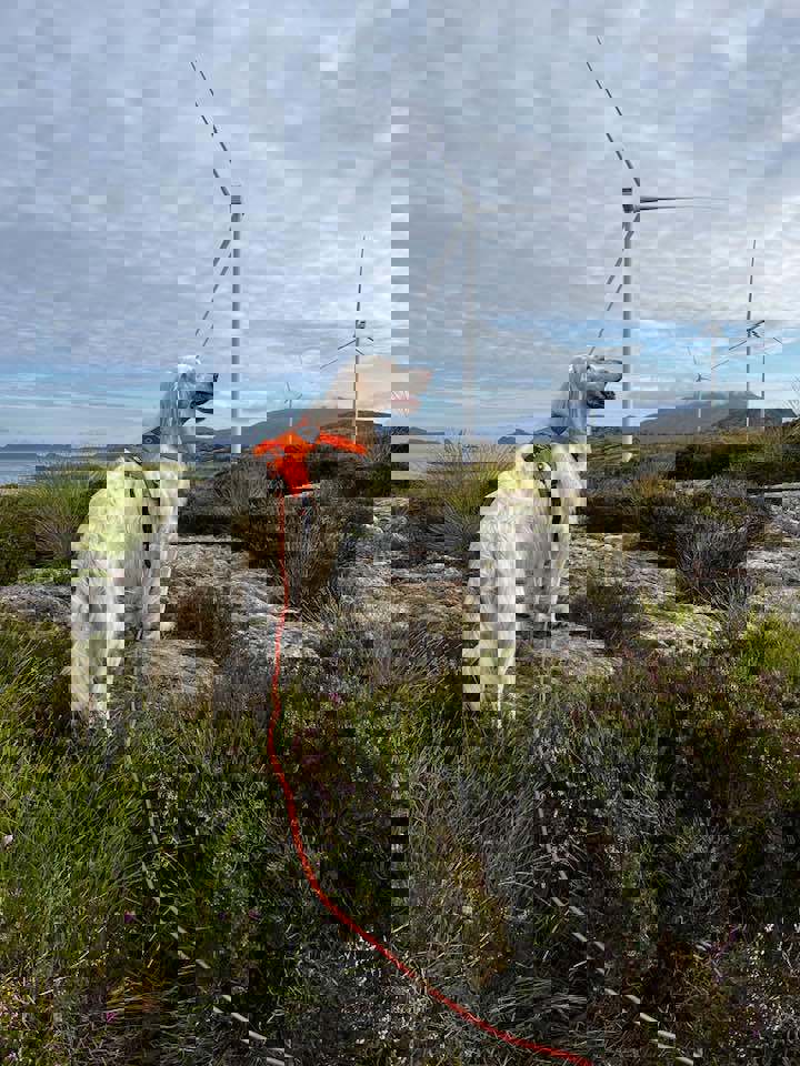 Informasjonsmøte Guleslettene Vindkraftverk