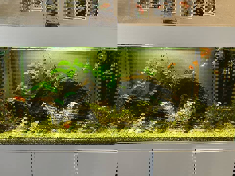Akvarium