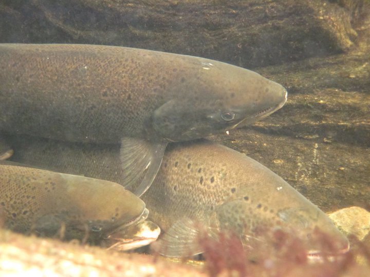 Fiskebestand - status 2025