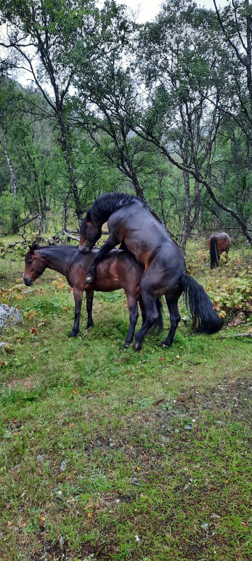 Veikle Balders rabatthingsteordning