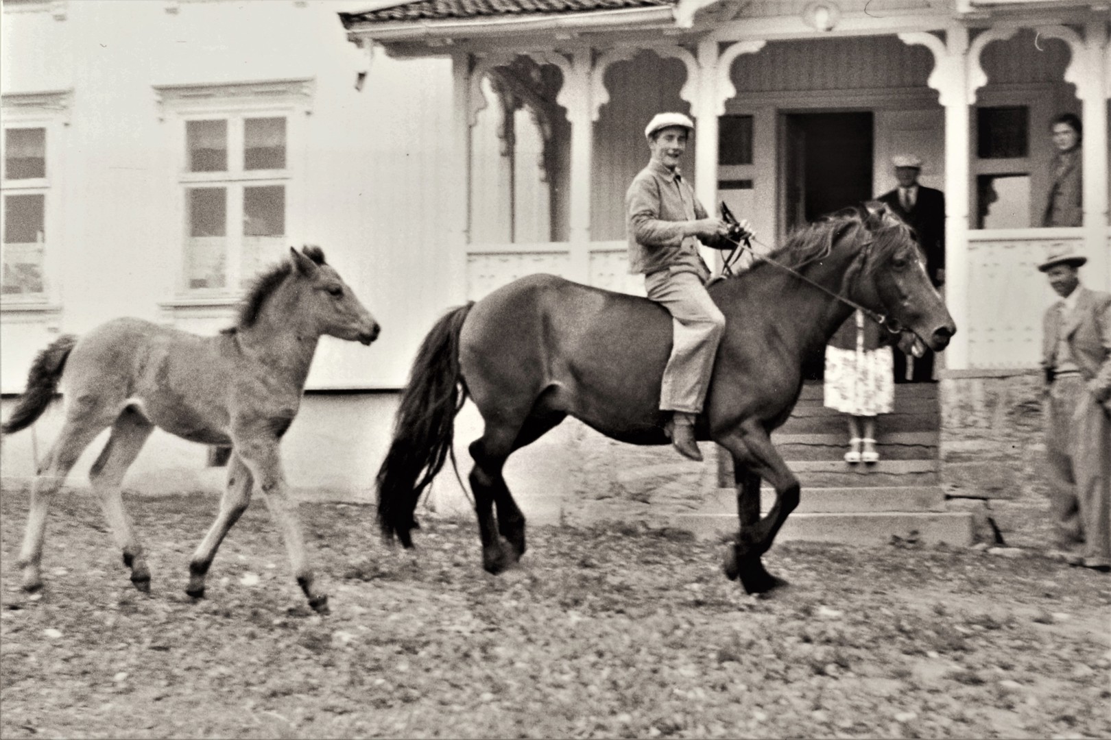 Kjenner du en eldre kaldblodshest?