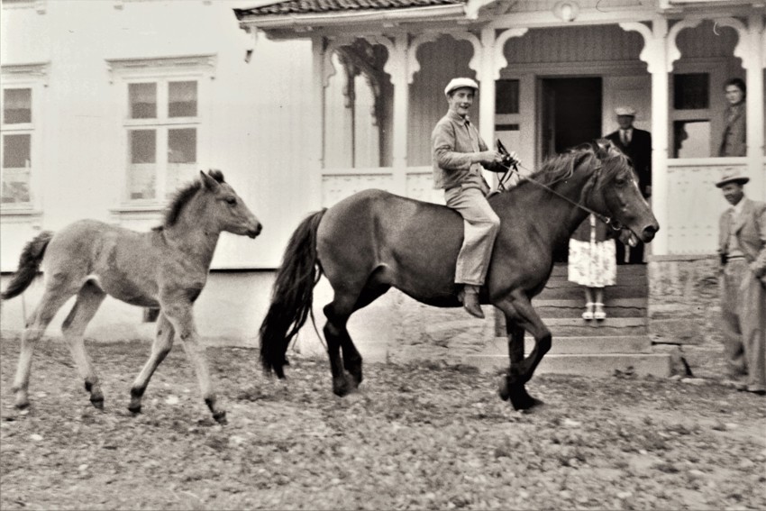 Kjenner du en eldre kaldblodshest?