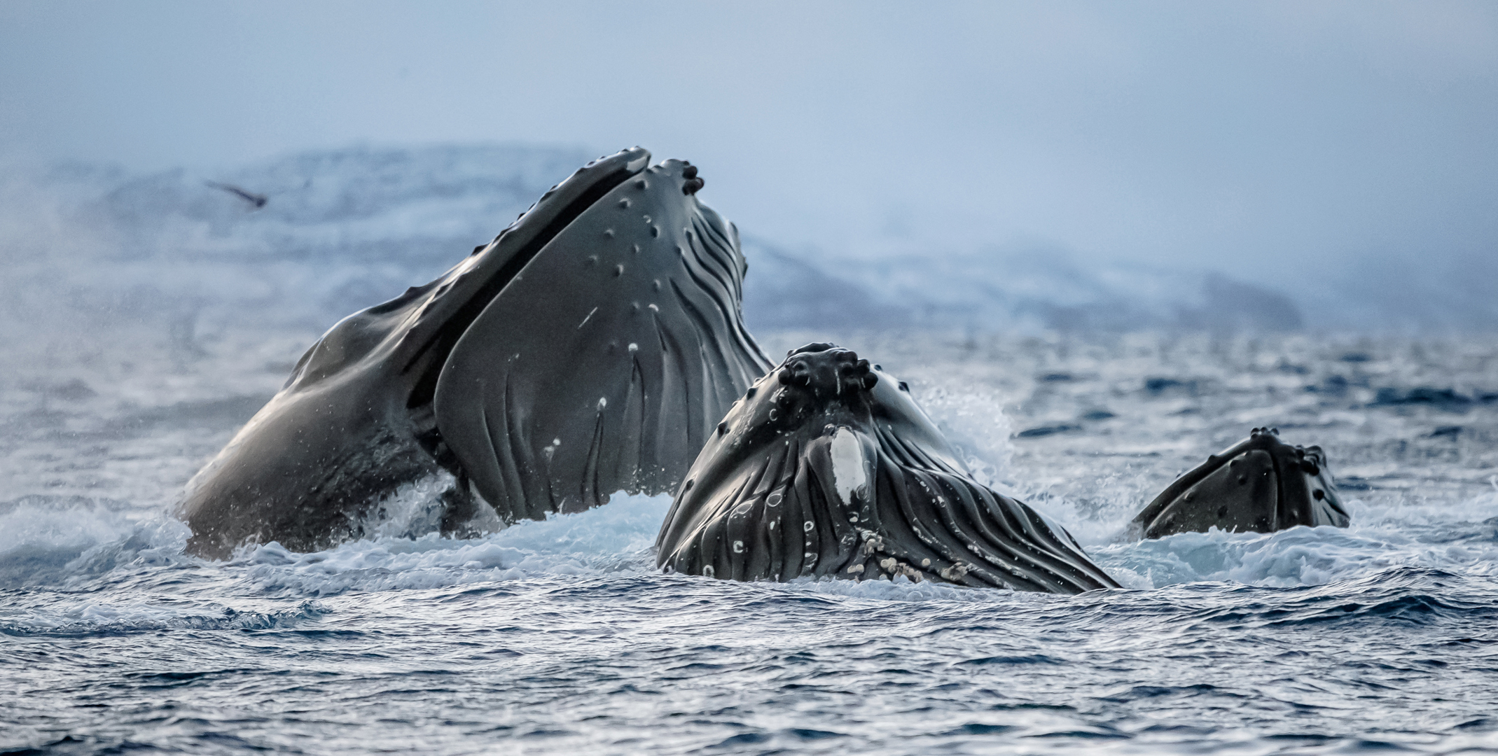 Månadens bilde - November, desember 2024