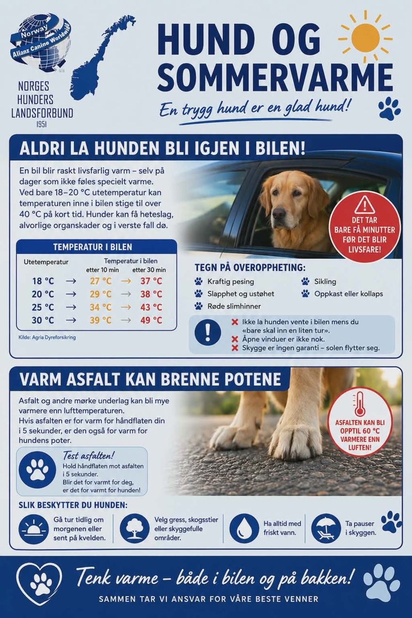 Hund og sommervarme - God sommer!