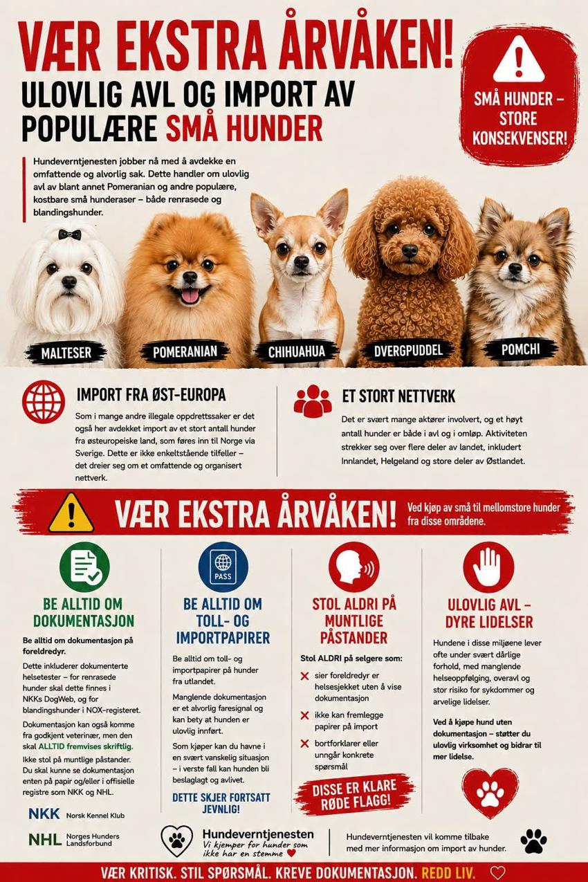 Vær varsom ved kjøp av hund
