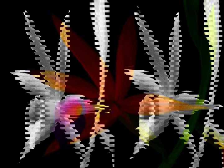 son-phaius-wallichii-00.jpg