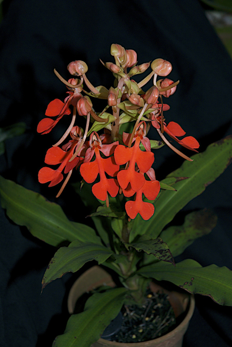 Habenaria rhod..jpg