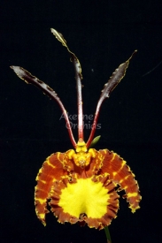 Psychopsis_Mariposa-275x275.jpg