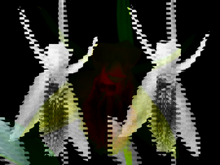 coel-coelogyne-fuliginosa-brunnea-021.jpg