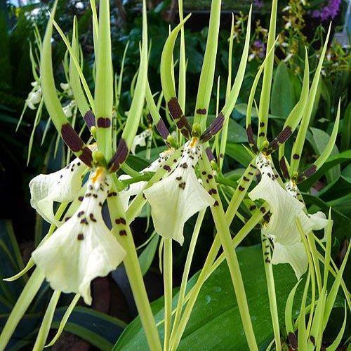 brassia-nanboh-breeze-orchidee-orchid.jpg