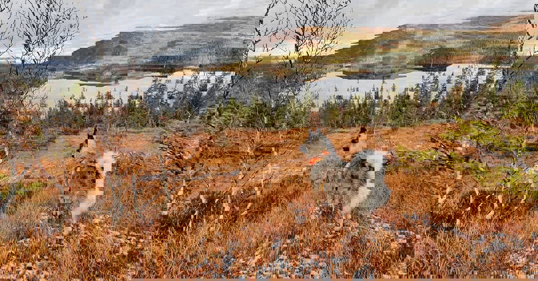 PetterRøsdal2.jpg
