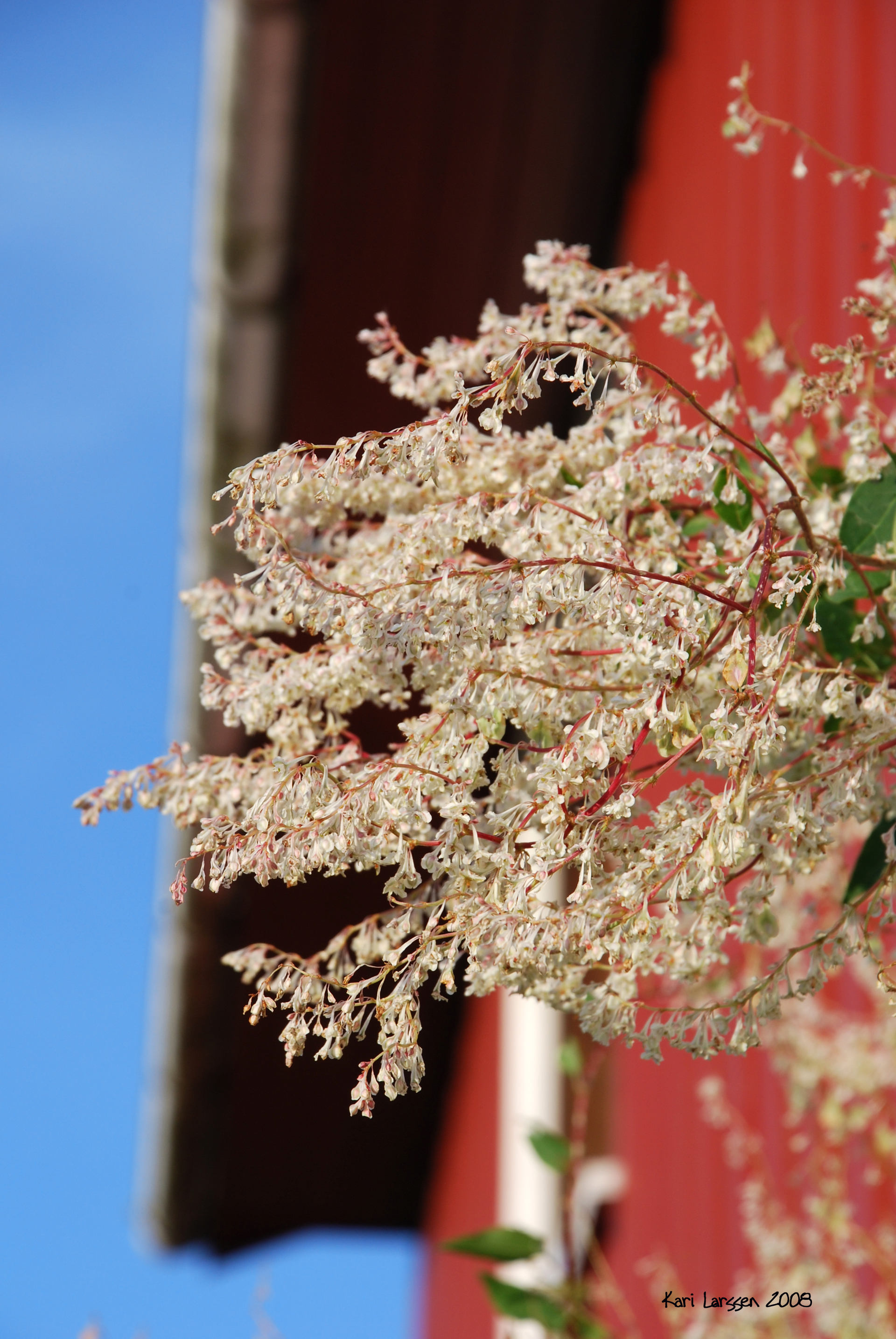 blomster.jpg