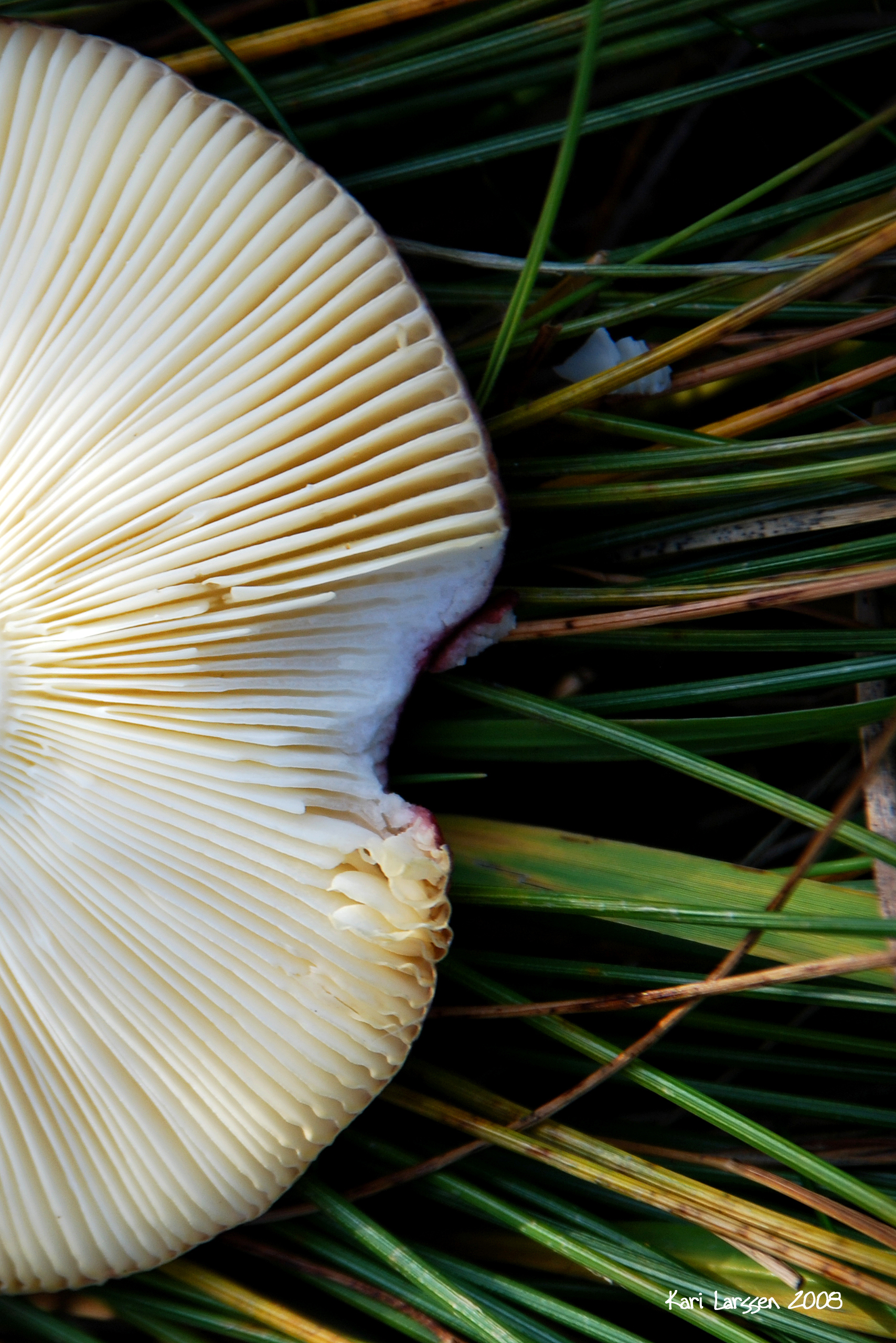 sopp detalj.jpg