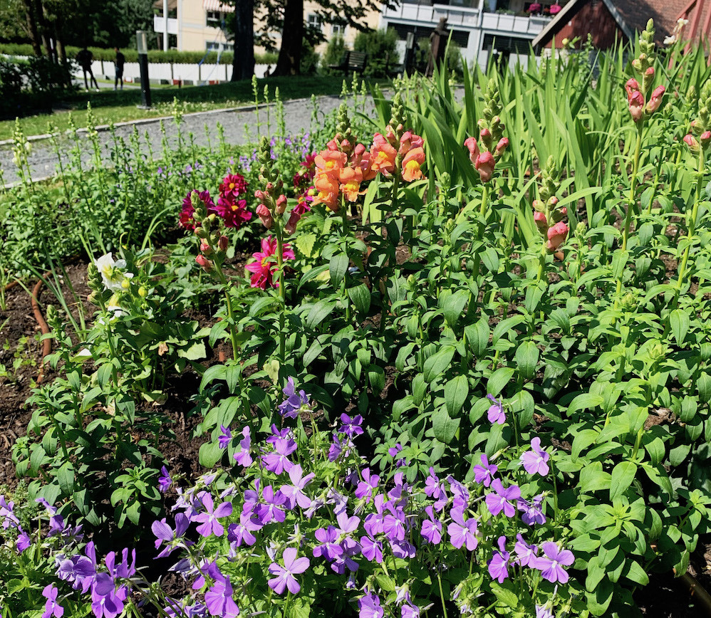 Blomsterbed i "Monet-stil"