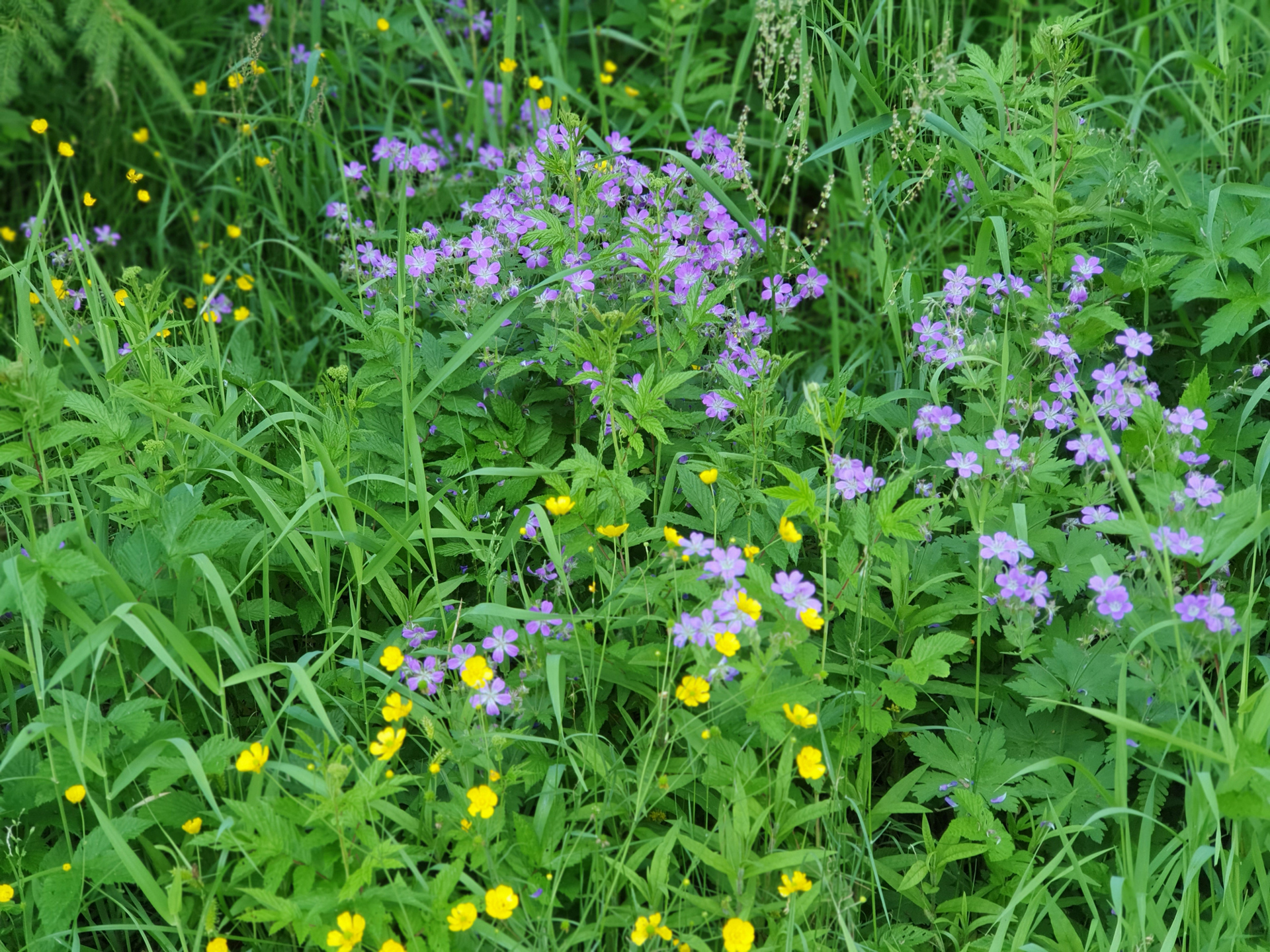 blomster1.jpg