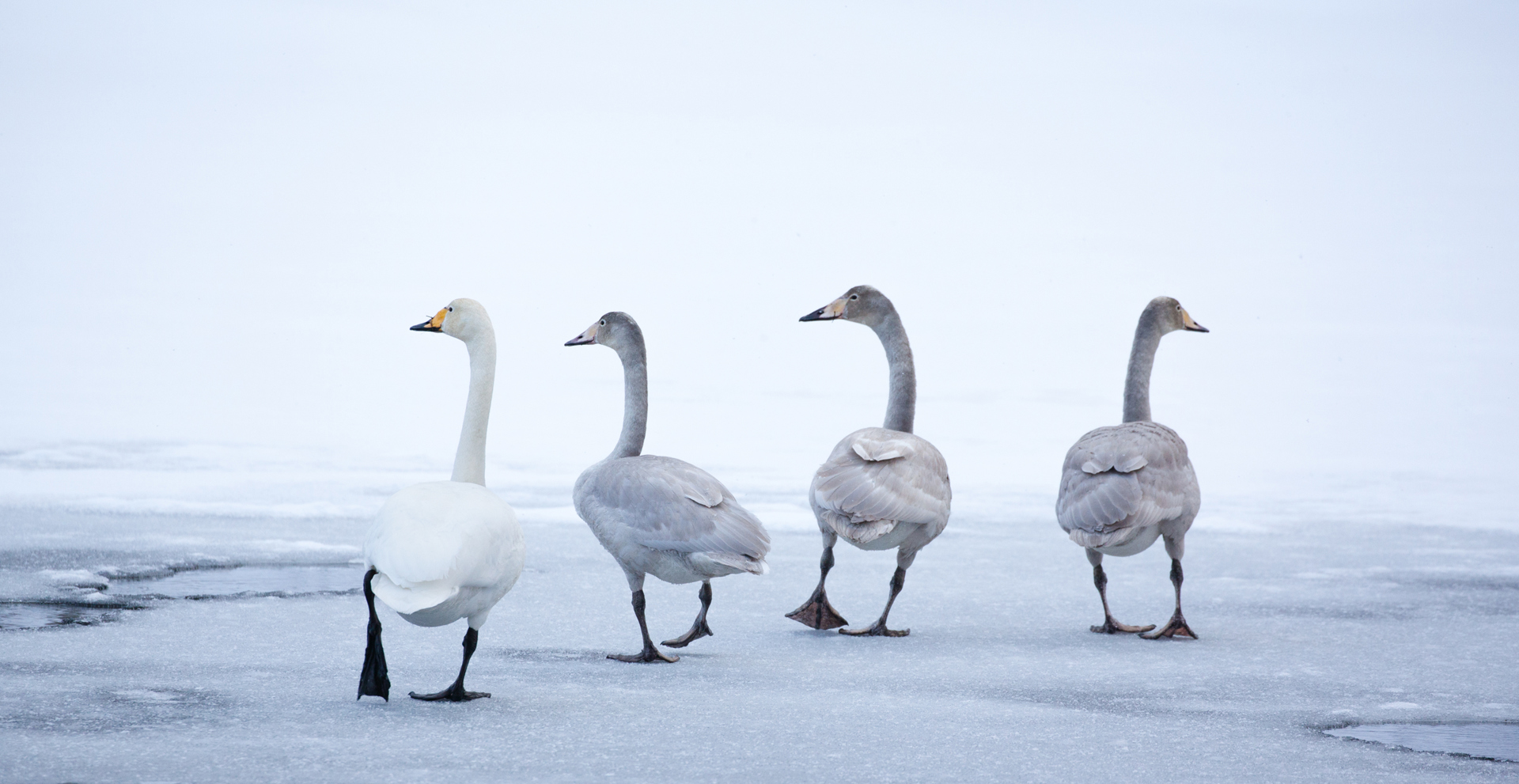 2020-06-Third-Swans_on_ice_1-Bjarte_Hoff.jpg