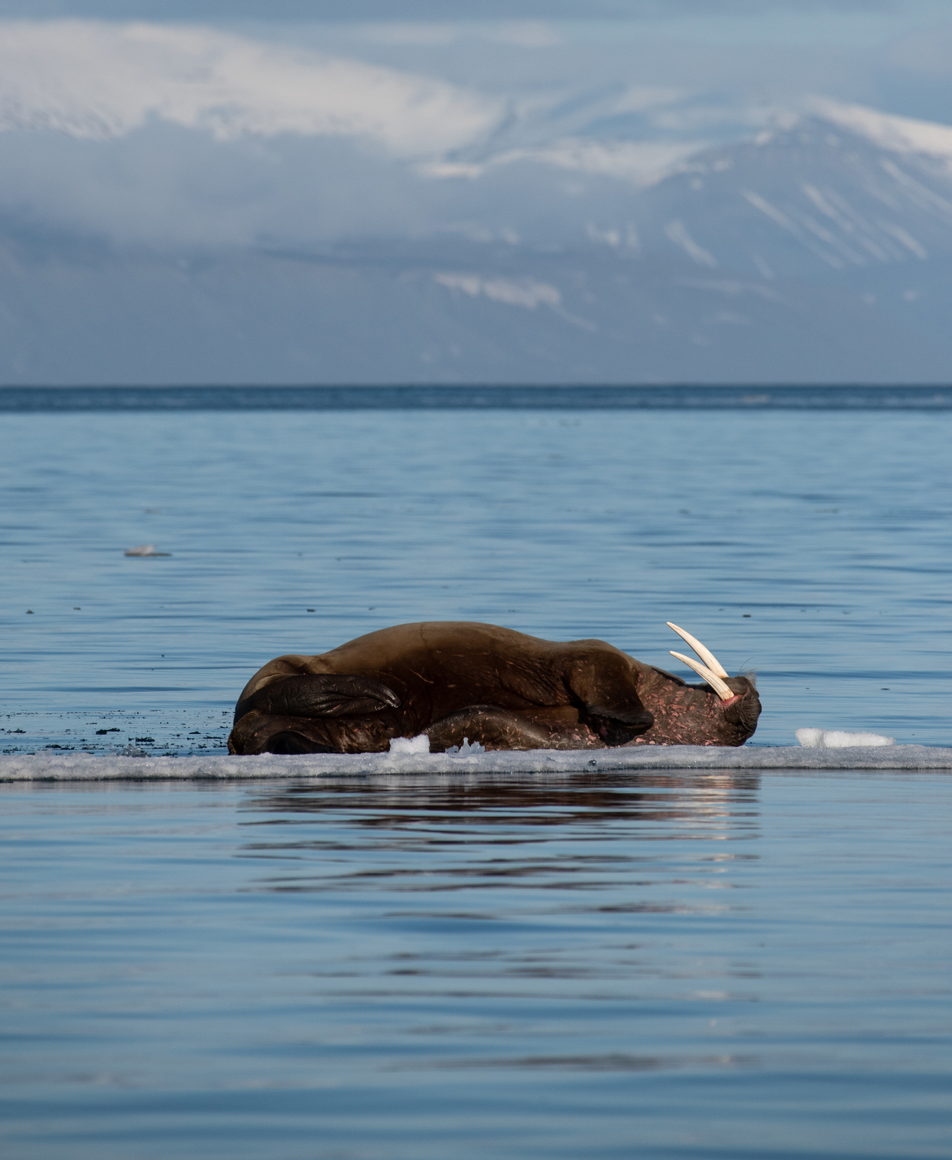 2020-08-Accepted-Solbading_pa_Svalbard-Ebba_T_Jens