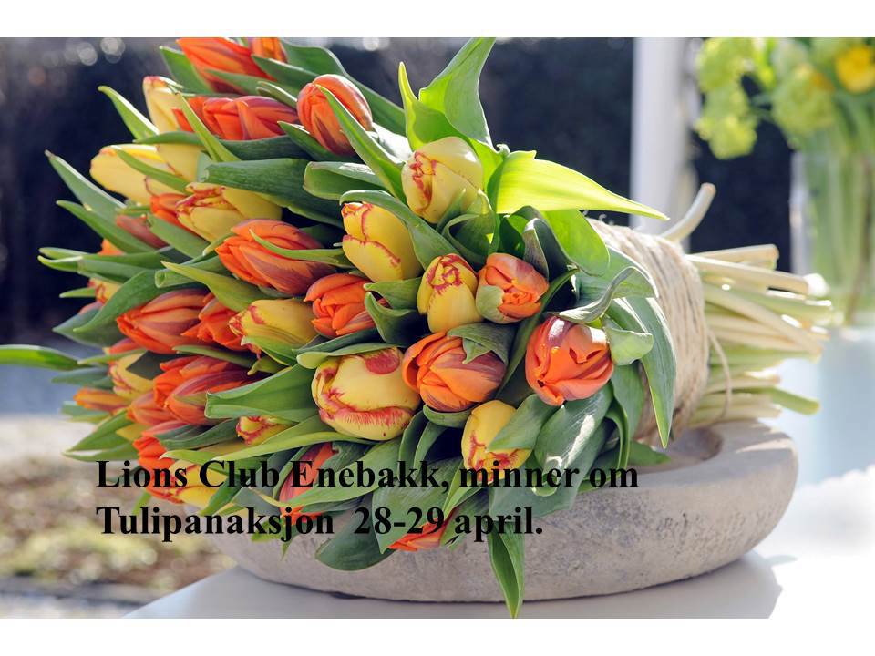 012 tulipan salg.jpg