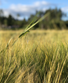 Artikkelbilde til artikkelen Om Fenstad