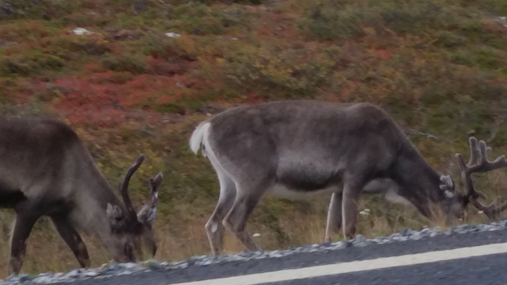Tromsø 2019, 125.jpg
