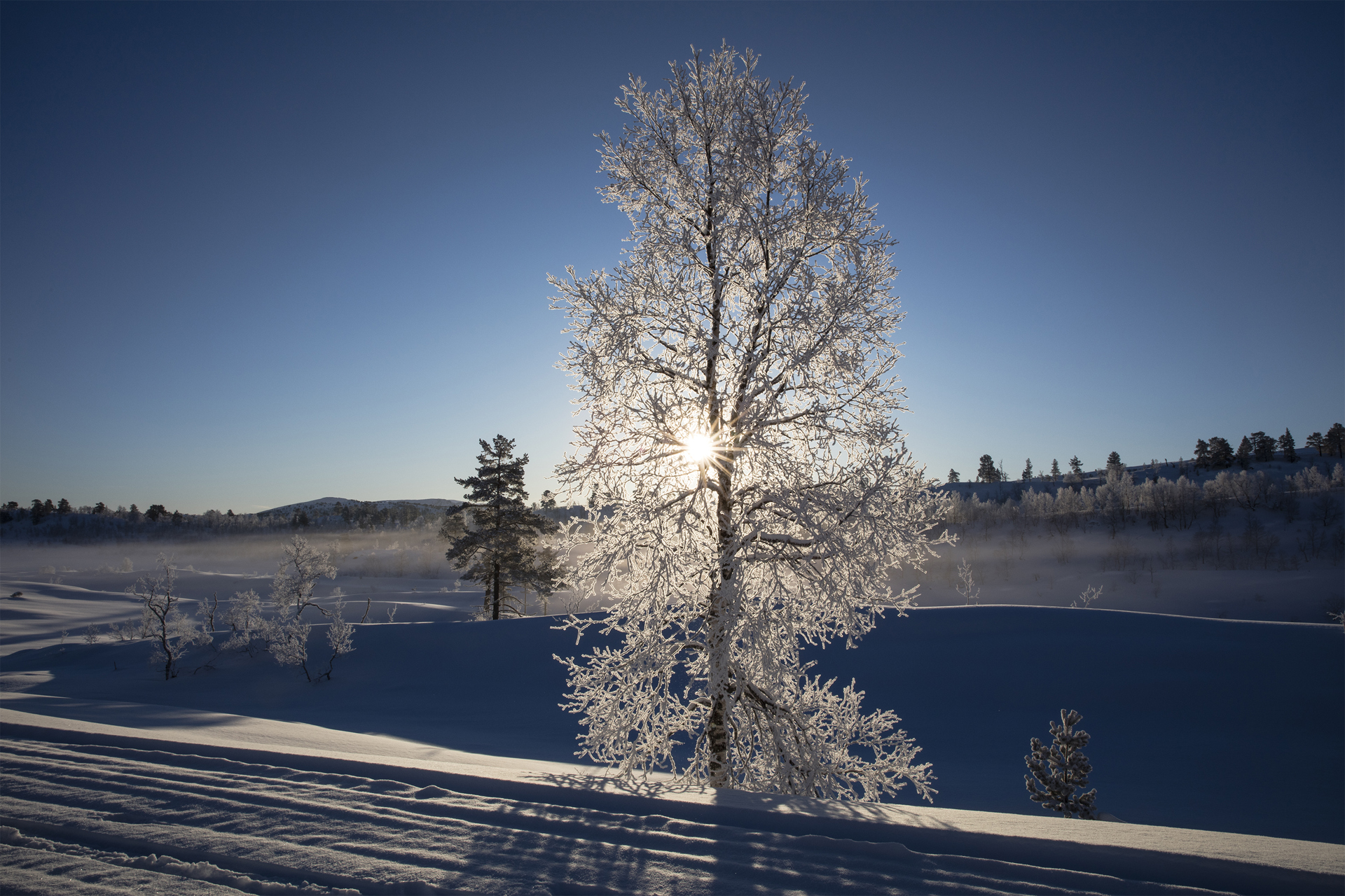 Rimfrost ved morgongry