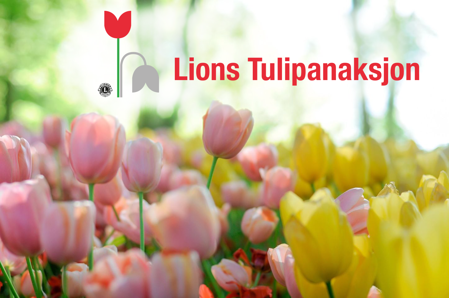 Lions Tulipanaksjon arrangeres 30. april.