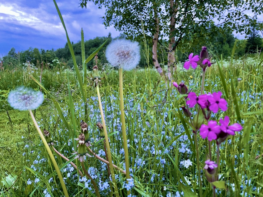 Sankthansaften på Sverresborg