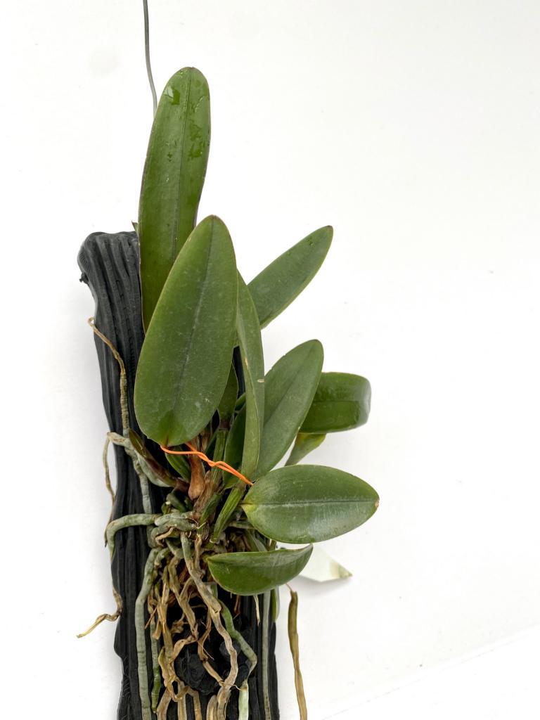 Cattleya schilleriana.jpg