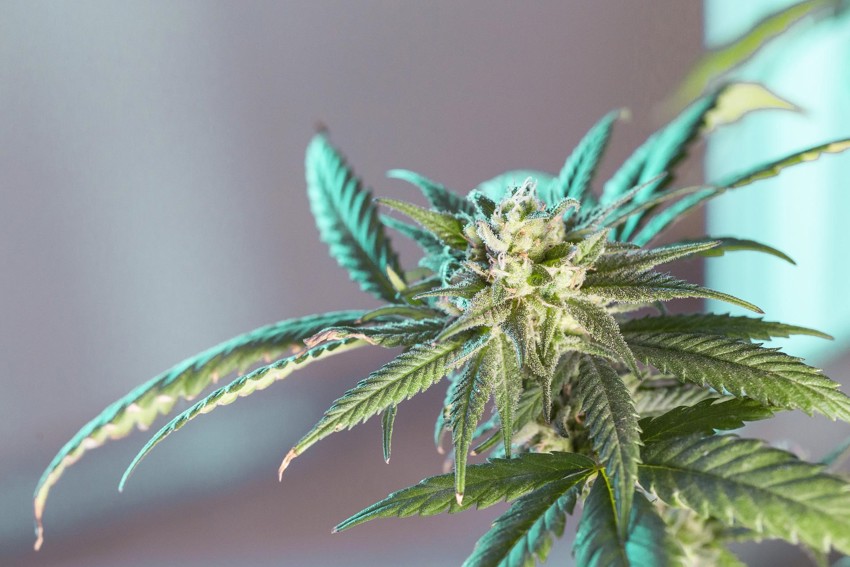 Fakta om Marijuana