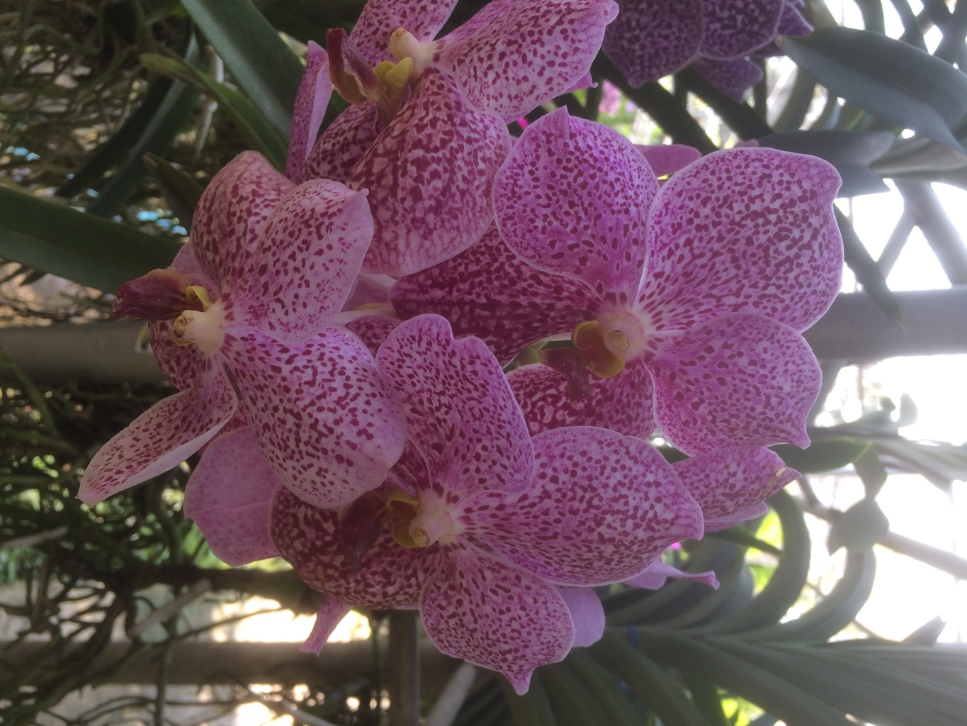 Vi besøker en orkidefarm i Chiang Mai