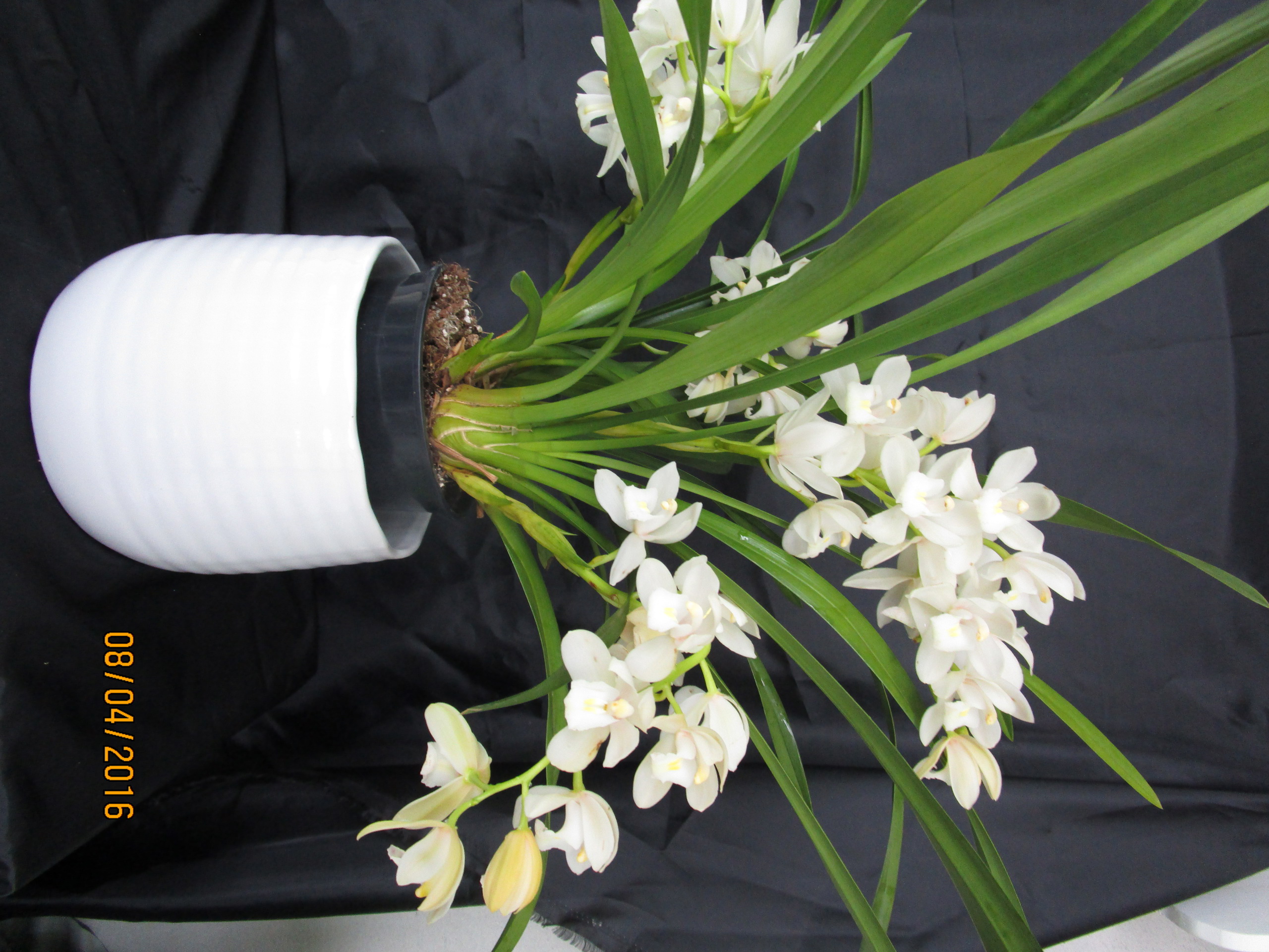 Cymbidium Sarah Jean.JPG